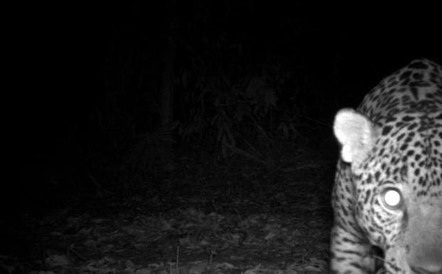 Jaguar Jaguar