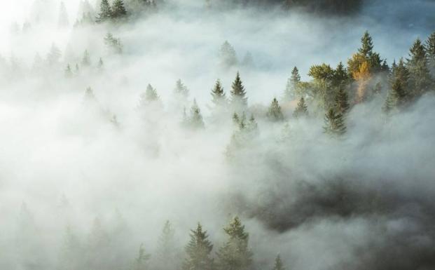 FSC-certificerede skove lagrer mere kulstof