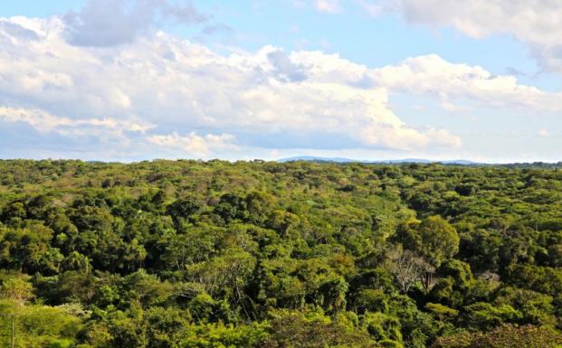 FSC Forest FSC Forest