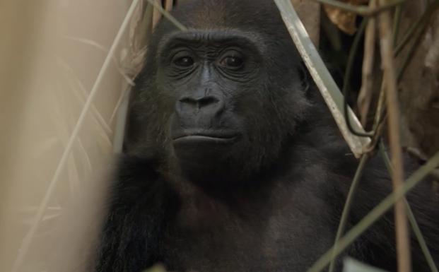 Gorilla Congo Gorilla Congo