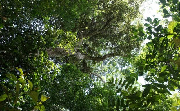 Amazon skov