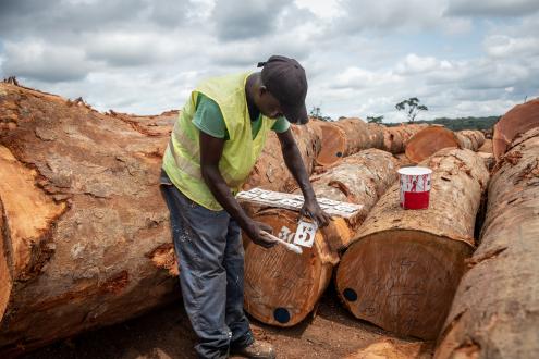 (C) FSC Denmark _ FSC-certified loggs in Gabon