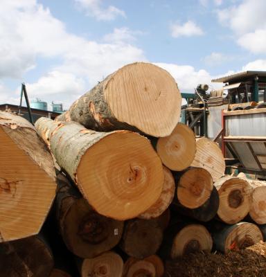 FSC Controlled Wood for virksomheder